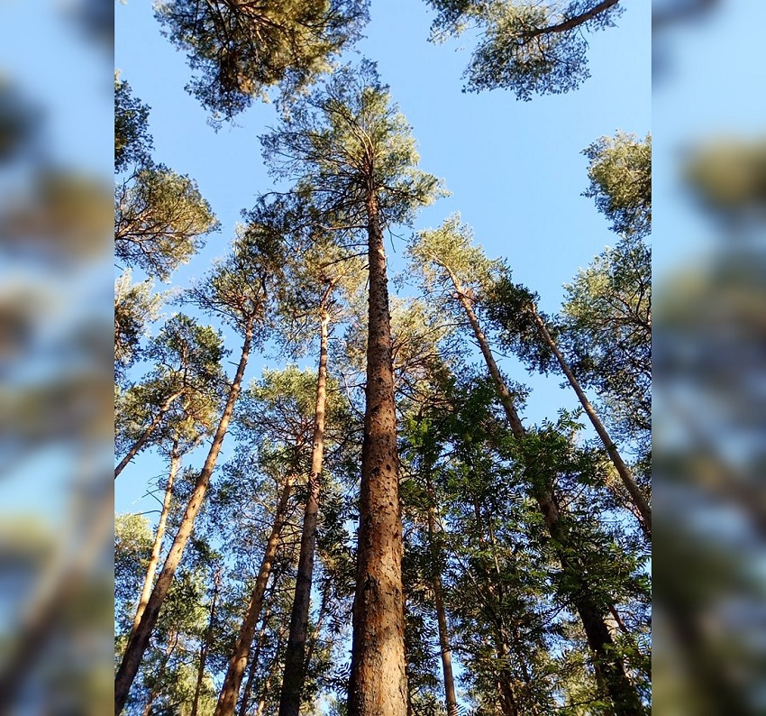 В Перми на новом участке Черняевского леса могут организовать зону отдыха